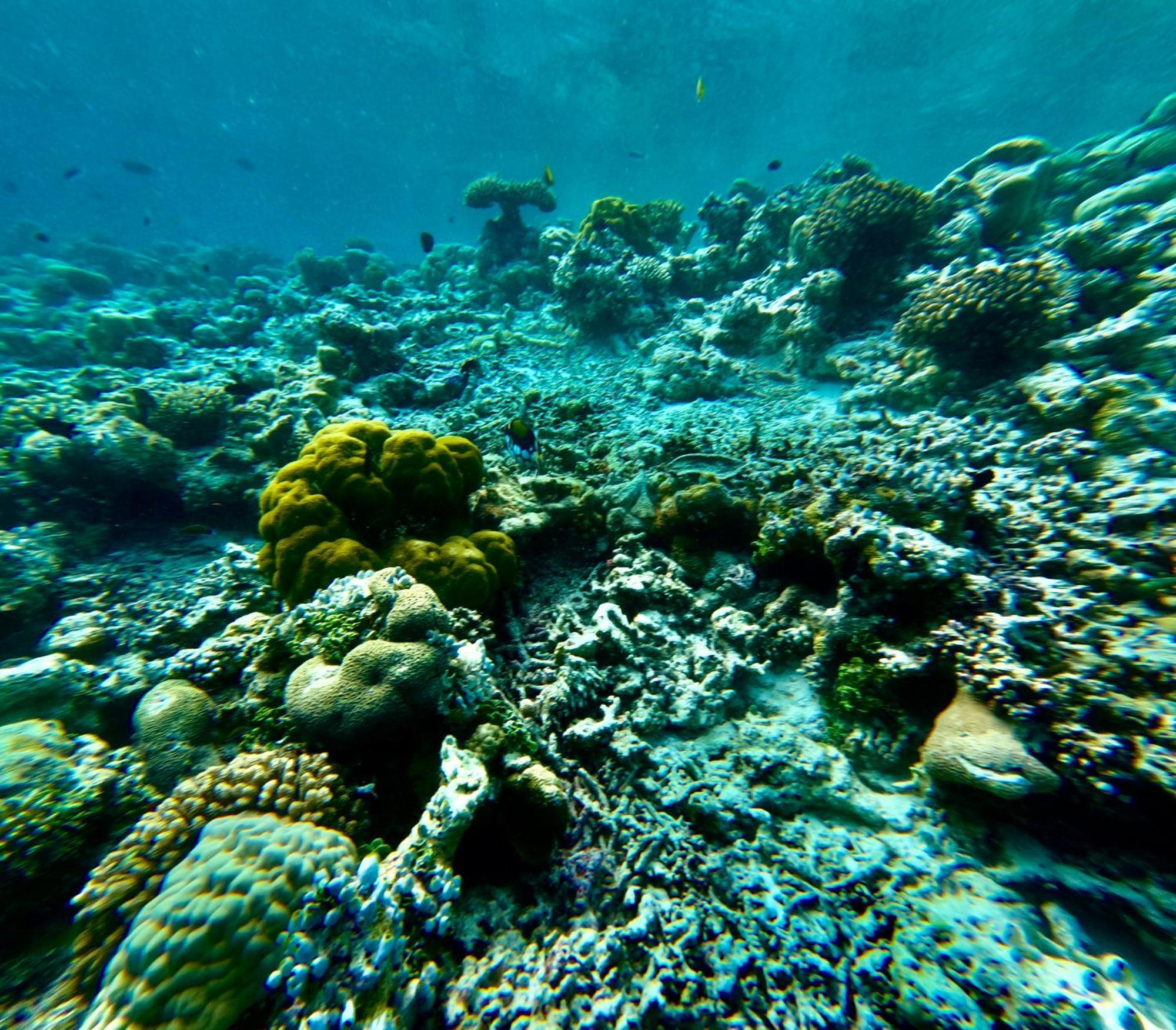 Viva Beach Maldives Hangnaameedhoo Esterno foto